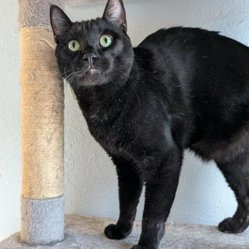 An adult small-sized male Bombay cat named Pilgrim for adoption in Knoxville, TN