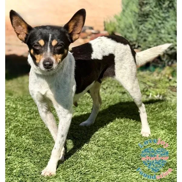 An adult small-sized female Tricolor (Brown, Black, & White) Jack Russell Terrier dog named Sasha for adoption in Inglewood, CA