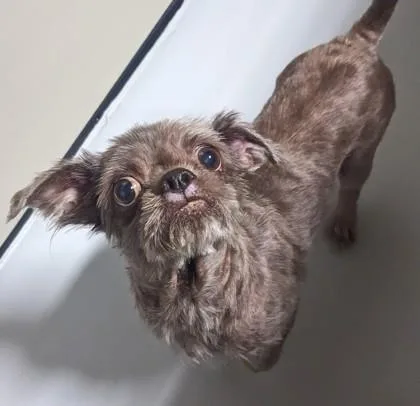 An adult small-sized male Shih Tzu dog named Jeffery for adoption in Morton Grove, IL