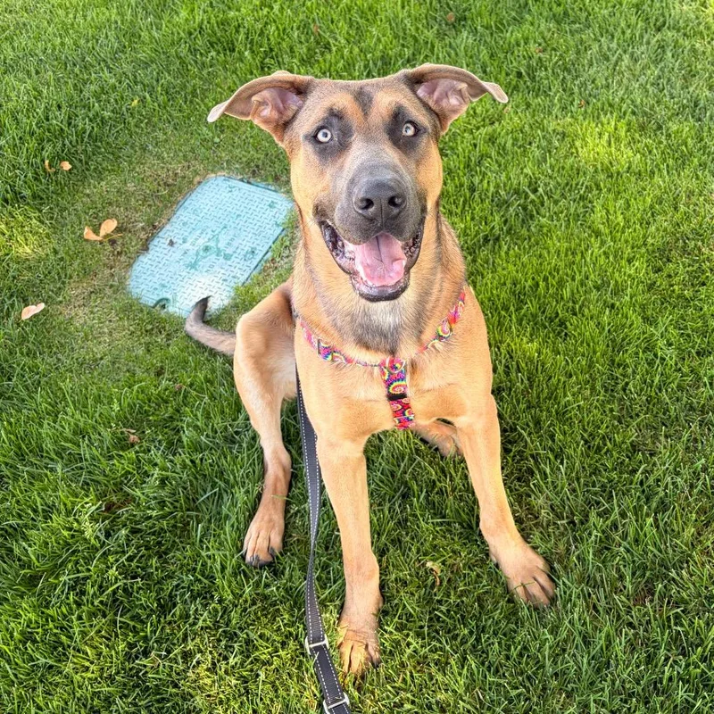 A young large-sized male German Shepherd Dog dog named Dante for adoption in Reno, NV