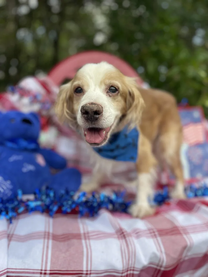 A senior small-sized male Cocker Spaniel dog named Moises for adoption in Sebring, FL