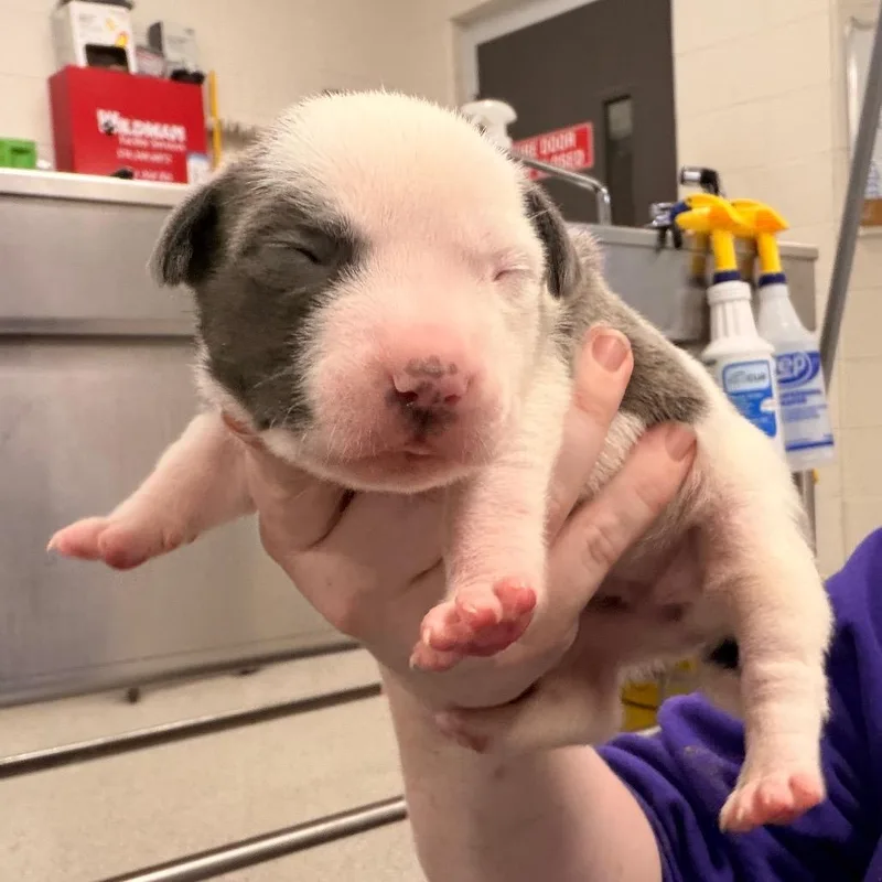 A baby small-sized female Gray / Blue / Silver Pit Bull Terrier dog named Space Force for adoption in Indianapolis, IN