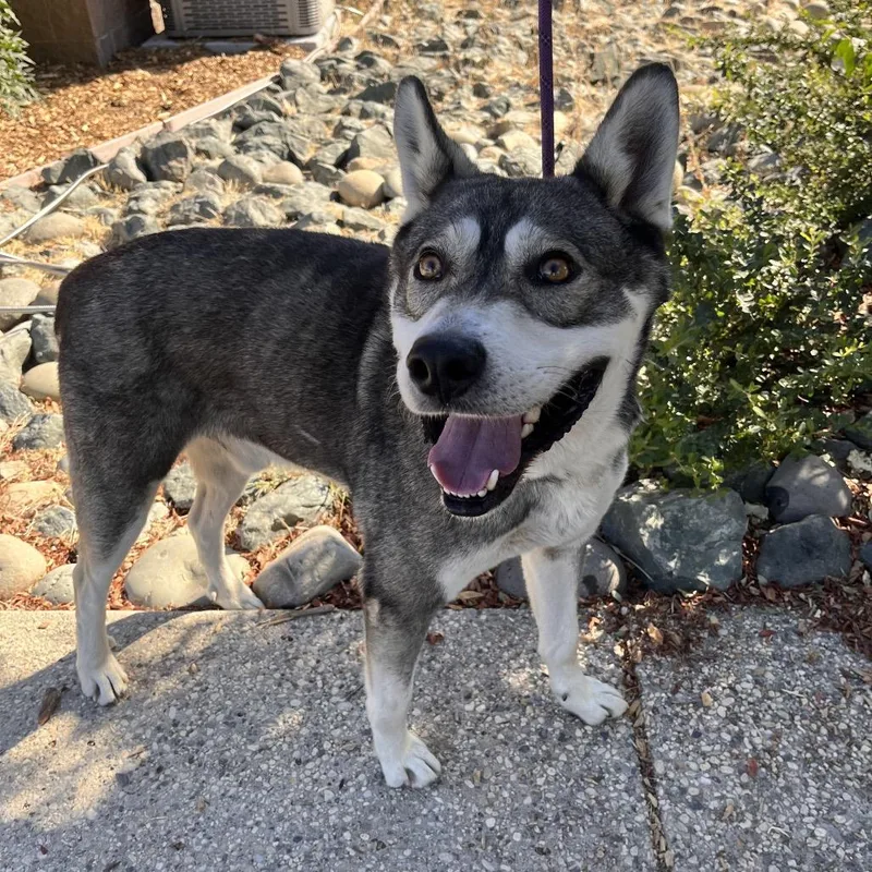 An adult large-sized male Husky dog named Captain Jack for adoption in Grass Valley, CA