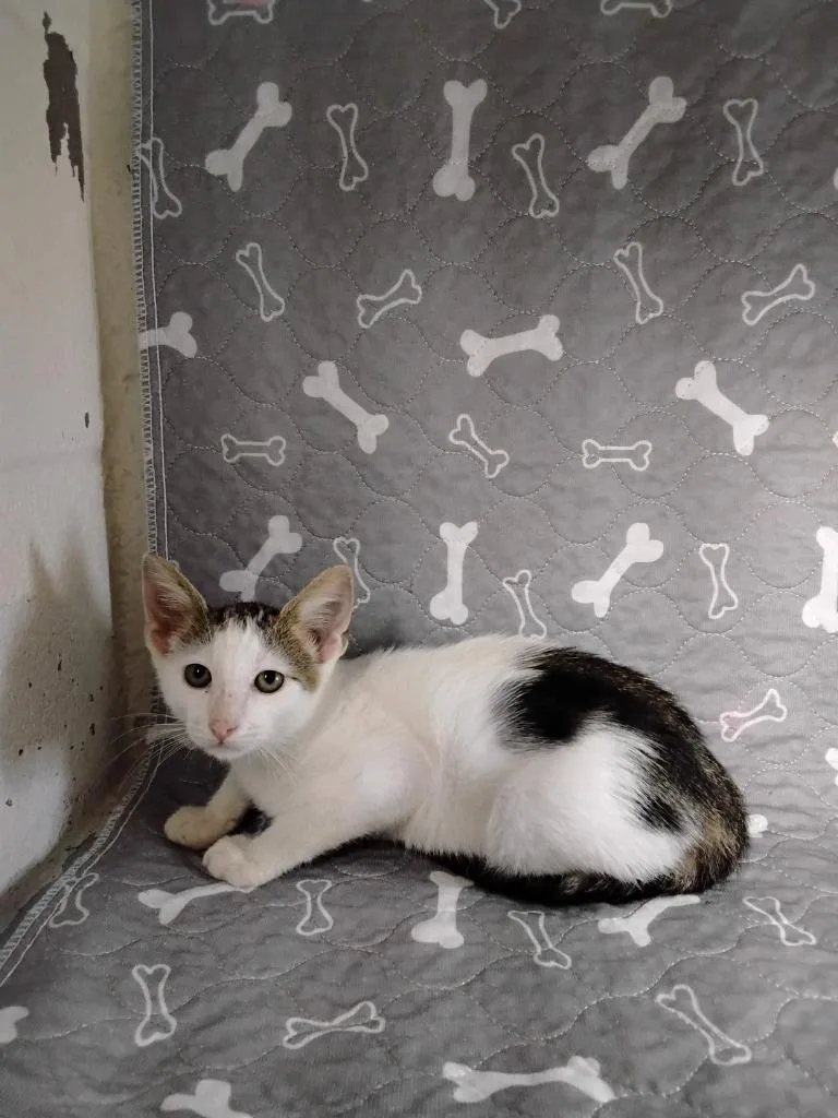 A baby medium-sized male Domestic Short Hair cat named Turner for adoption in Ada, OK