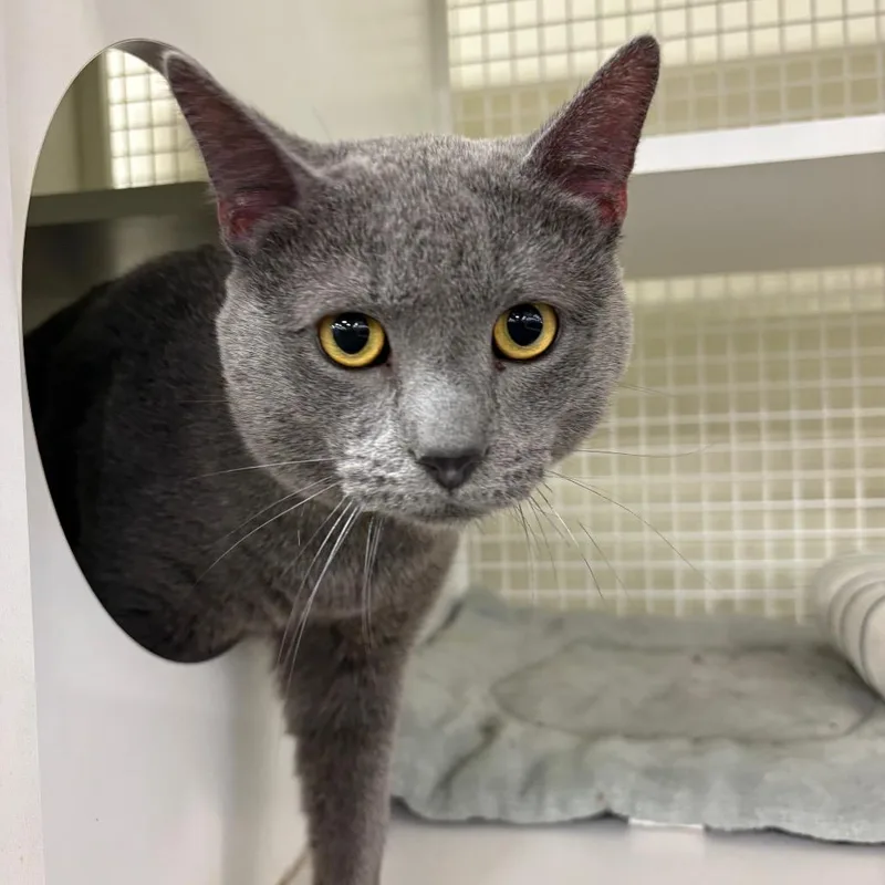 A young large-sized male Gray / Blue / Silver Domestic Short Hair cat named Turks for adoption in St. Paul, MN