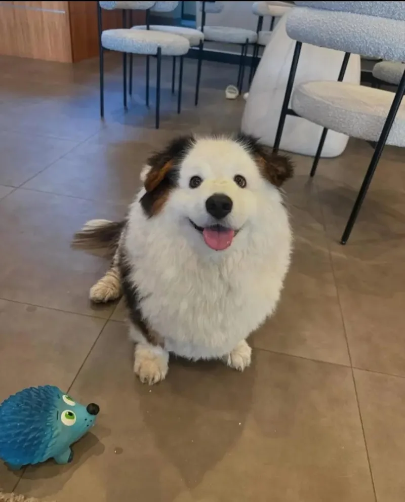 A young small-sized male Corgi dog named Kino for adoption in Newmanstown, PA