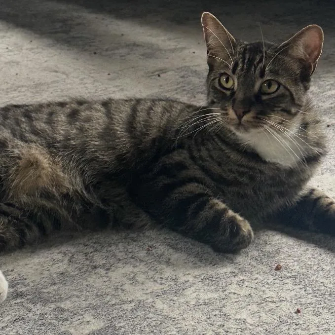 A young medium-sized male Brown / Chocolate Domestic Short Hair cat named Maxwell for adoption in Long Beach, CA