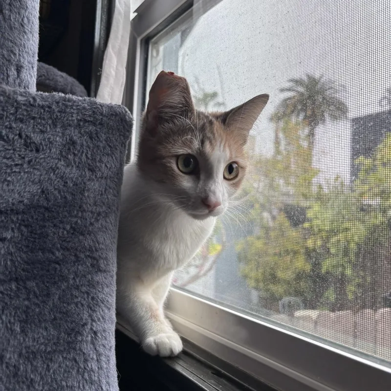 Buttercup thumbnail 2