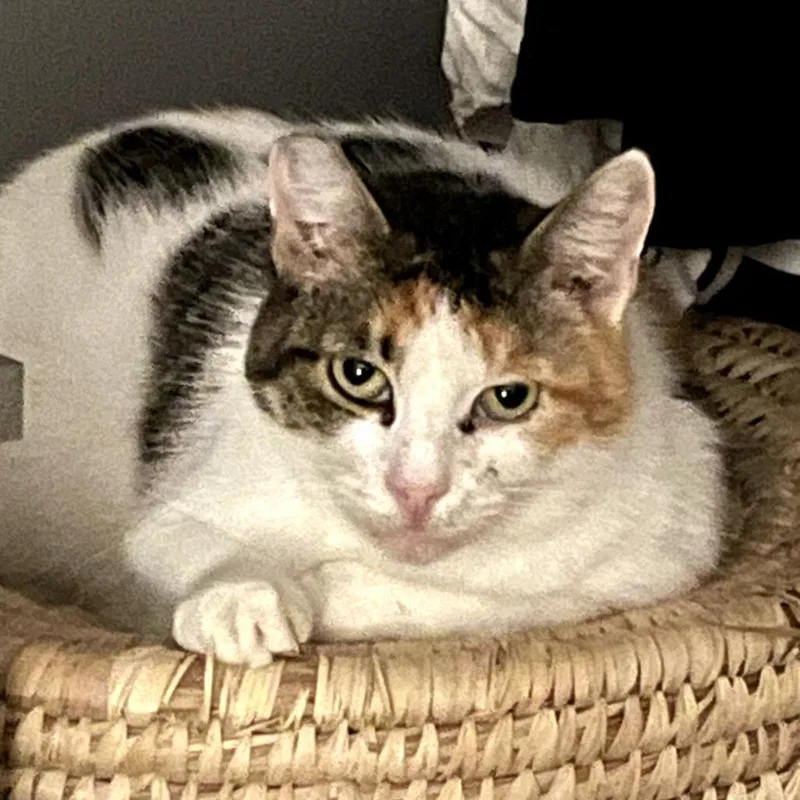 Buttercup thumbnail 3