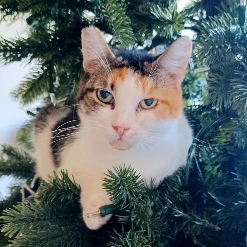 Buttercup thumbnail 4