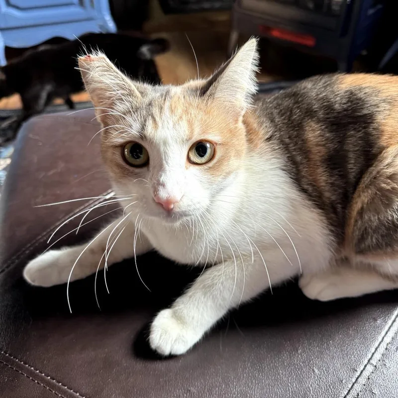 Buttercup thumbnail 5