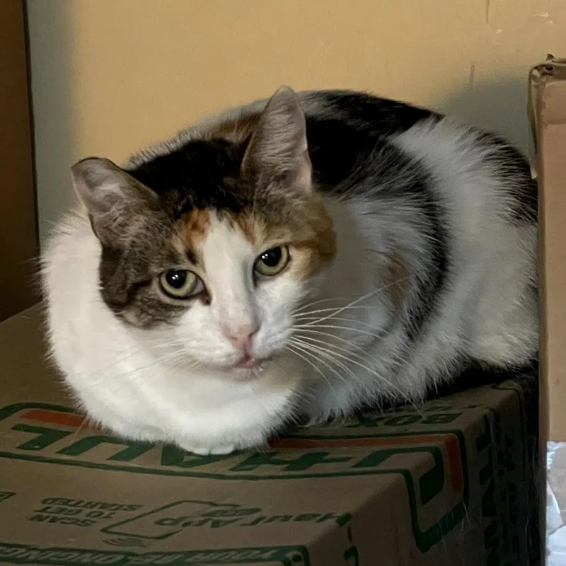 Buttercup thumbnail 6