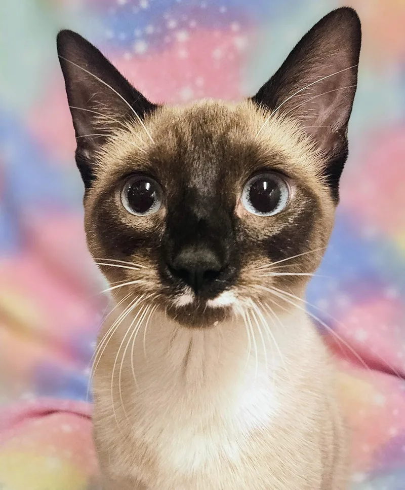 A baby small-sized female Chocolate Point Siamese cat named JuJu Rancho Cucamonga for adoption in Yorba Linda, CA