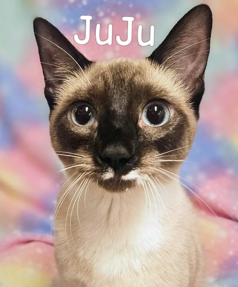 JuJu  Rancho Cucamonga thumbnail 3
