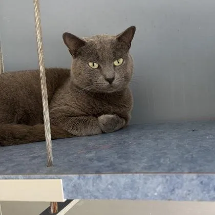 An adult small-sized male Domestic Short Hair cat named Yoko for adoption in Farmers Branch, TX