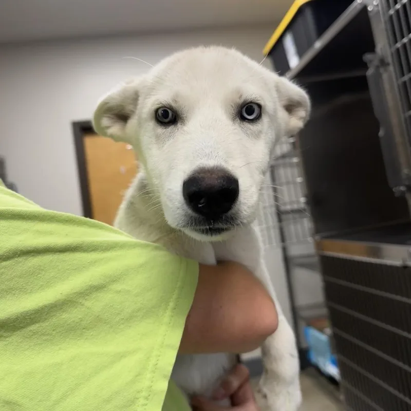 A baby small-sized female Gray / Blue / Silver Mixed Breed dog named Shasta for adoption in Columbiana, AL
