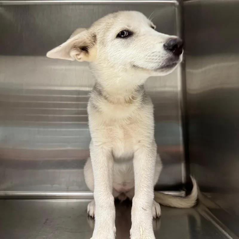 Shasta thumbnail 3