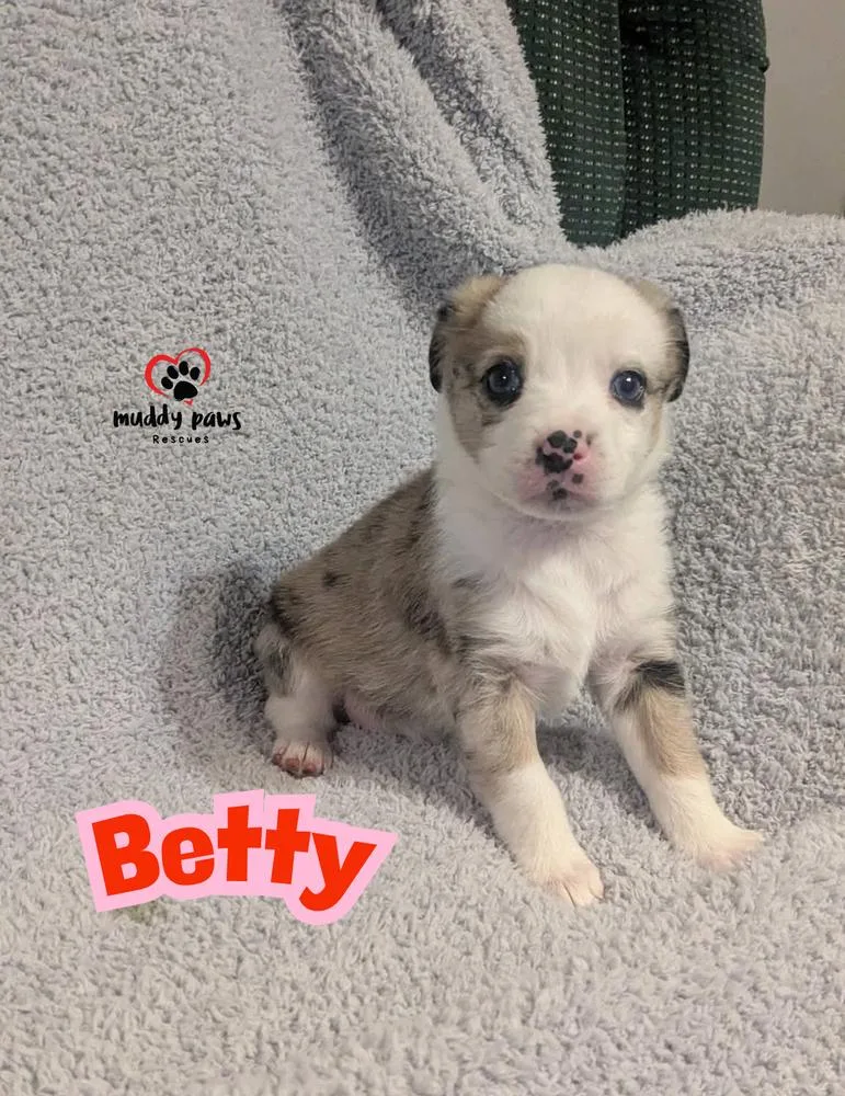 A baby small-sized female Australian Shepherd dog named Aunt & Uncle Litter: for adoption in Council Bluffs, IA
