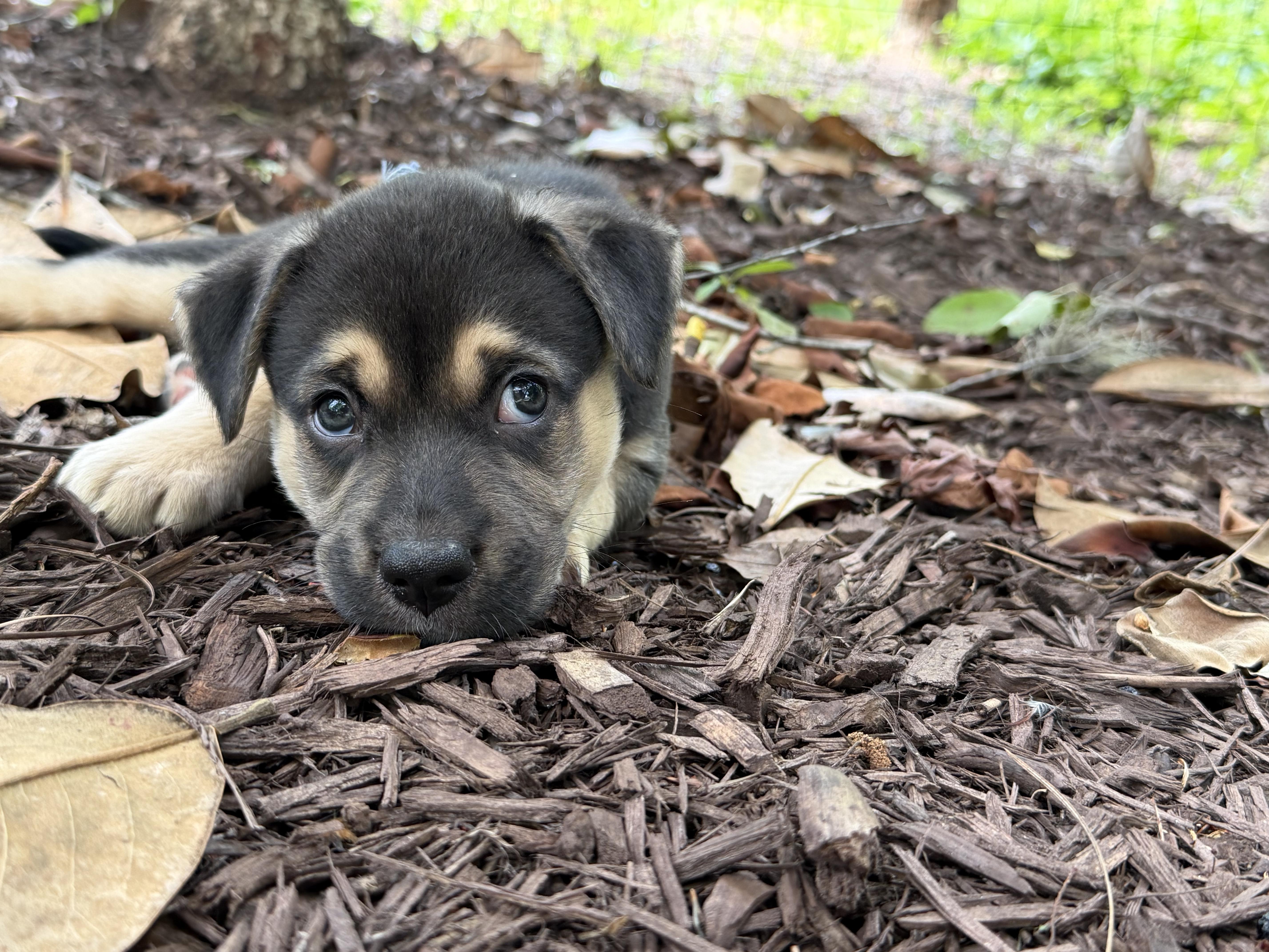 Jager