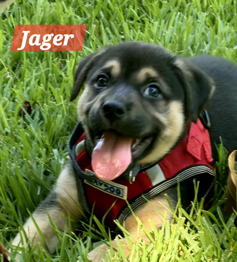 Jager thumbnail 3