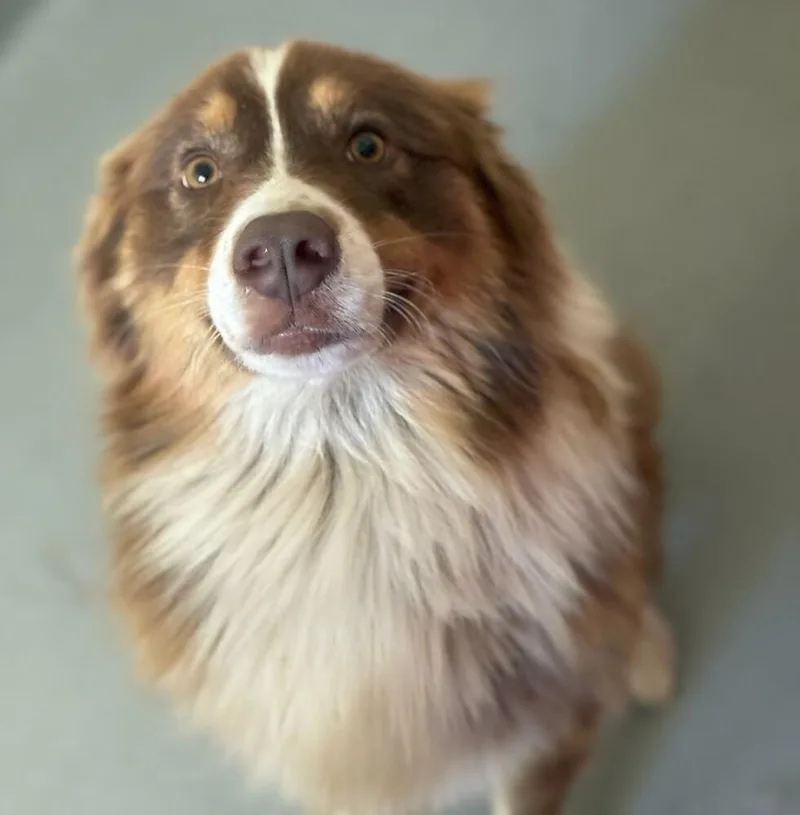 An adult medium-sized male Australian Shepherd dog named George for adoption in Ontario, CA