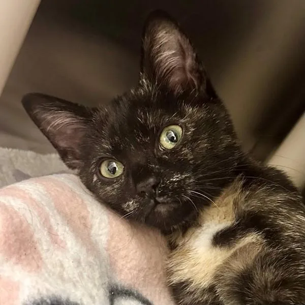 A baby small-sized female Domestic Short Hair cat named Antonelli for adoption in Walnut Creek, CA