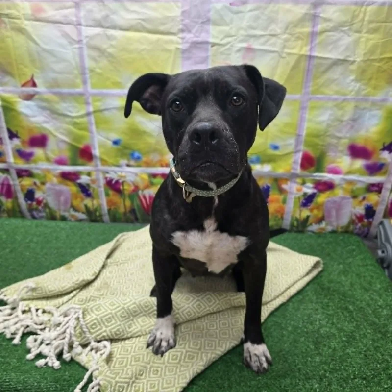 An adult medium-sized female Black Pit Bull Terrier dog named Thornberry for adoption in Statesboro, GA