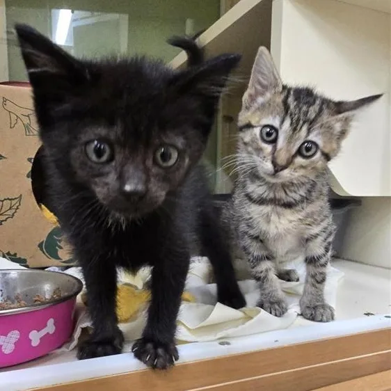 A baby medium-sized female Black Domestic Short Hair cat named Fancy for adoption in Prince Frederick, MD