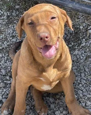 A baby large-sized female Labrador Retriever dog named Kali for adoption in Savannah, MO