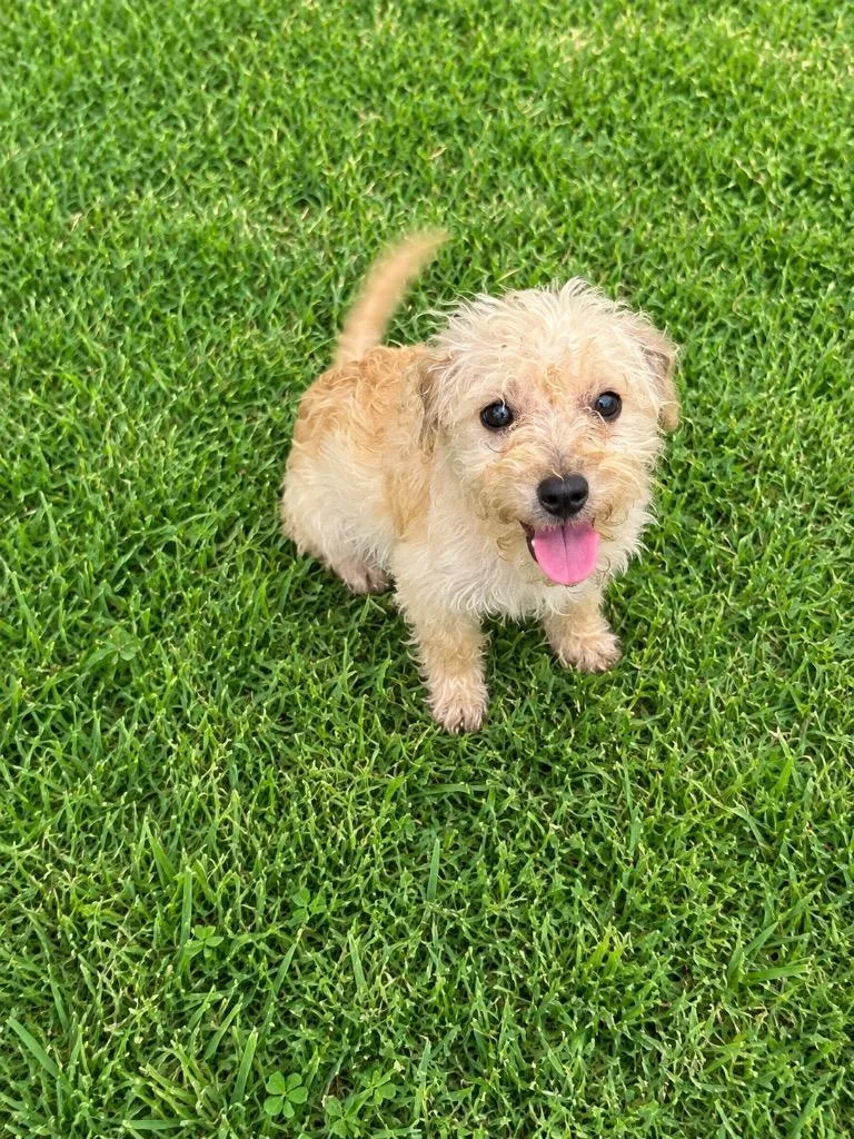 A baby medium-sized female Terrier dog named Tootsie for adoption in Wauchula, FL