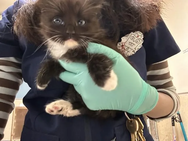 A baby small-sized female Domestic Medium Hair cat named Cinder for adoption in Riverside, CA