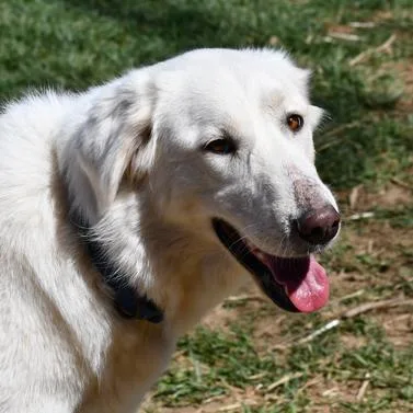 Rosie The Riveter thumbnail 2