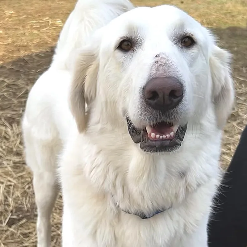 Rosie The Riveter thumbnail 3