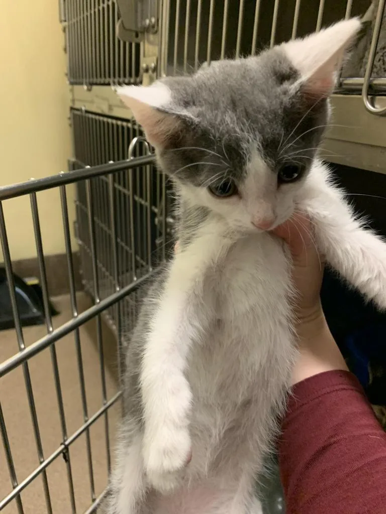 A baby medium-sized male Domestic Short Hair cat named Dylan for adoption in Florence, SC
