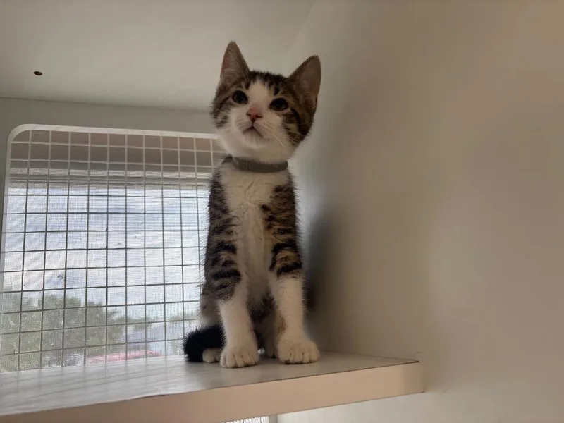 A baby small-sized male Domestic Short Hair cat named Root for adoption in Gorham, ME