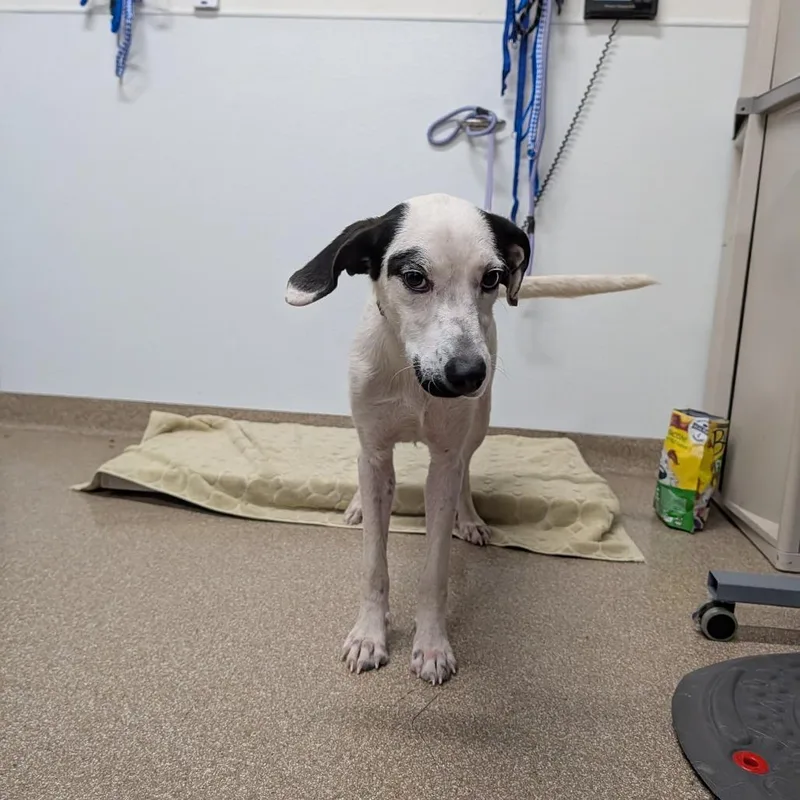 An adult medium-sized female Black Pit Bull Terrier dog named Paloma for adoption in League City, TX