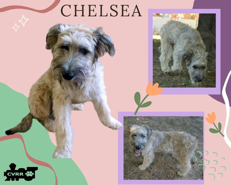 A young medium-sized female Wheaten Terrier dog named Chelsea for adoption in LINDSAY, CA