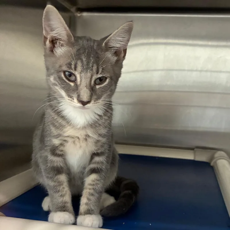 A baby small-sized female Gray / Blue / Silver Domestic Short Hair cat named Cindy Clawford for adoption in Richmond Hill, GA