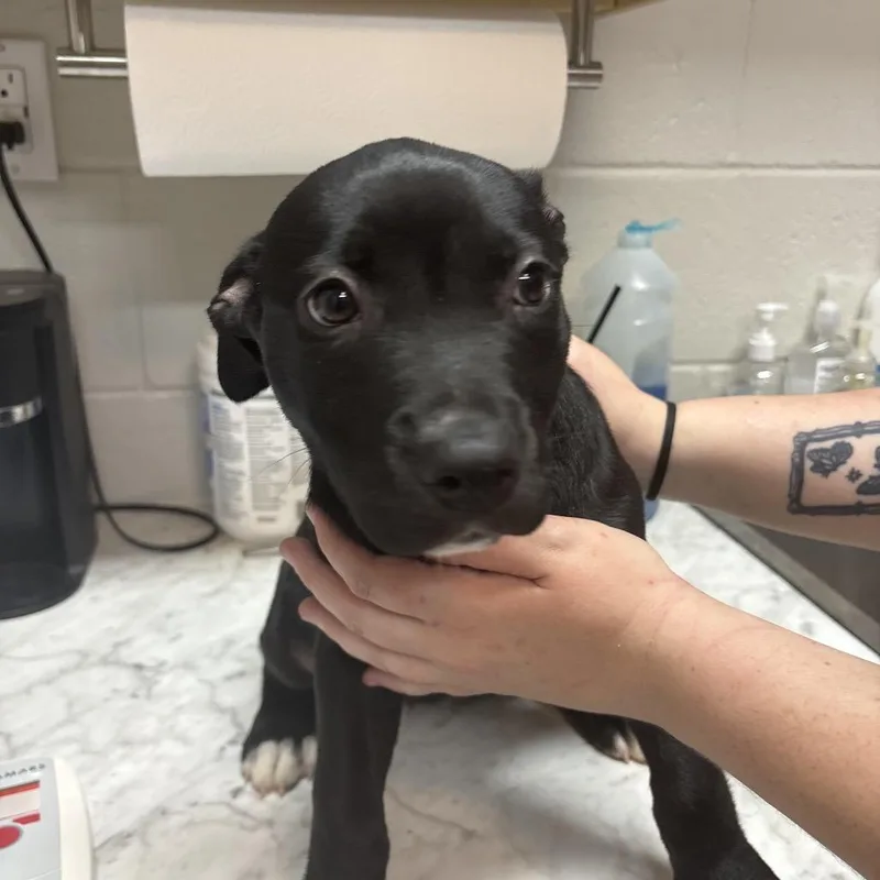 Twizzler thumbnail 2