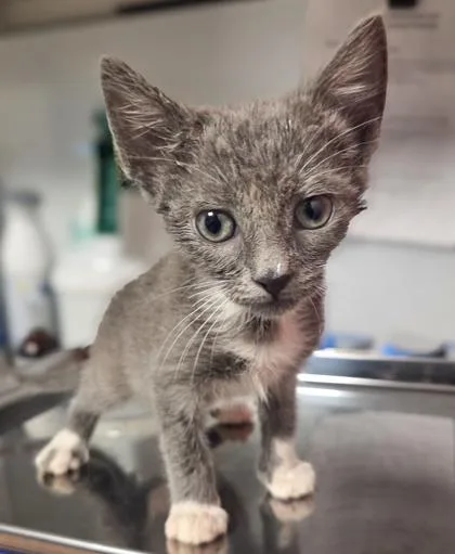 A baby small-sized female Domestic Short Hair cat named Jeff for adoption in Fresno, CA