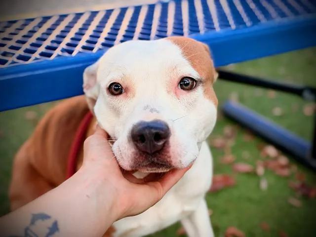A young medium-sized female Pit Bull Terrier dog named Snuggles for adoption in Orlando, FL