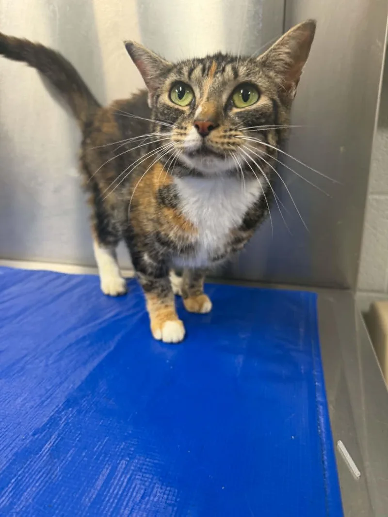A young medium-sized female Domestic Short Hair cat named Pamina for adoption in Hagerstown, MD