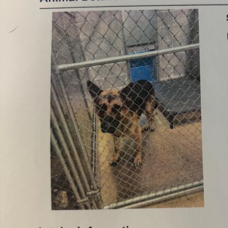 An adult medium-sized male German Shepherd Dog dog named Cola for adoption in Lake Jackson, TX