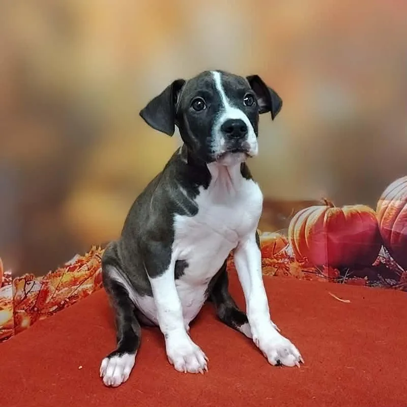 A baby medium-sized male Black Pit Bull Terrier dog named Cliff for adoption in Griswold, CT