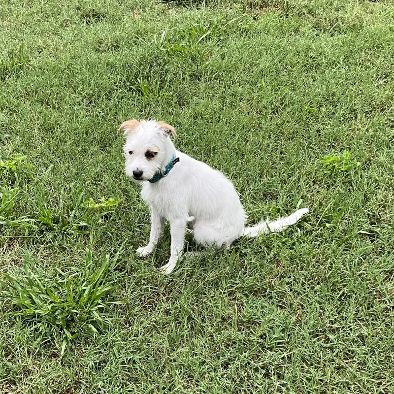 A young small-sized female Jack Russell Terrier dog named Gabriela for adoption in Wake Forest, NC