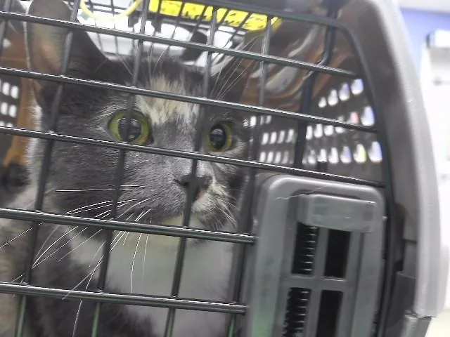 A senior medium-sized female Domestic Short Hair cat named Ariel for adoption in Omaha, NE