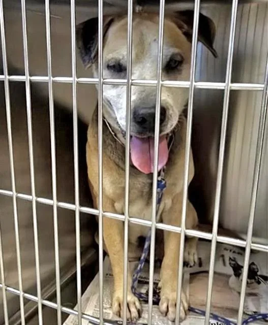 An adult medium-sized male Labrador Retriever dog named Solovino for adoption in Houston, TX