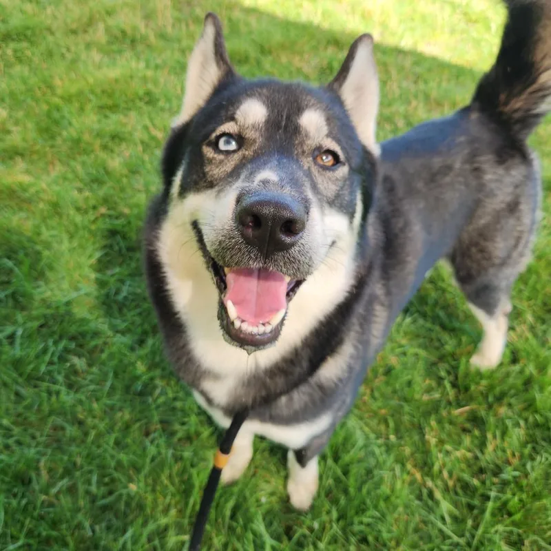 An adult medium-sized male Black Siberian Husky dog named Dino for adoption in Fort Wayne, IN