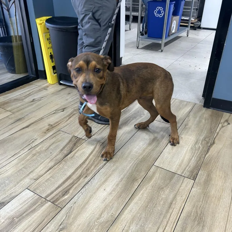A baby medium-sized male Brown / Chocolate Mixed Breed dog named Shamus for adoption in Newark, NJ