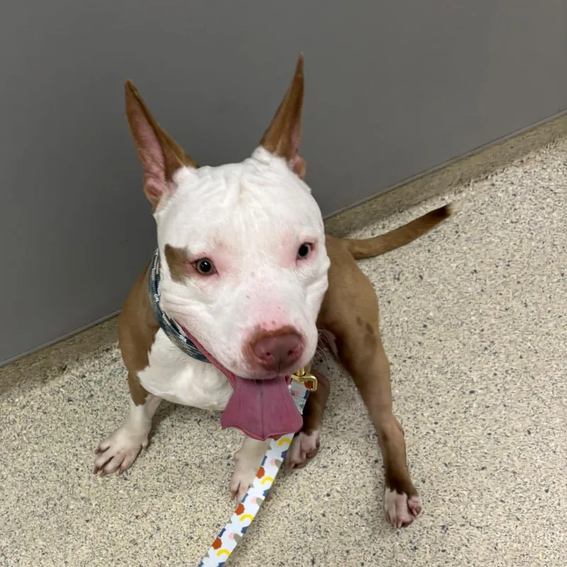 An adult medium-sized male Brown / Chocolate Mixed Breed dog named Buck for adoption in Jacksonville, FL